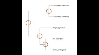 How to perform phylogenetically independent contrasts [upl. by Durno]