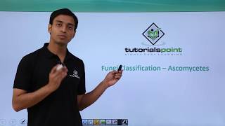 Class 11th – Fungi Classification – Ascomycetes  Biological Classification  Tutorials Point [upl. by Nitsirc]