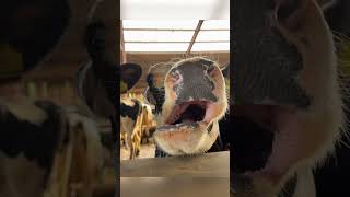 SCREAMING COW 🤣 😂🤣 funny comedy screamingcow scream cowtongue [upl. by Ramyaj]