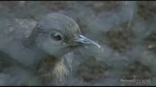 Lyre Bird beatboxing [upl. by Iona]