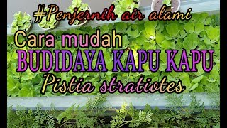 BUDIDAYA KAPU KAPU Pistia stratiotes [upl. by Weil695]