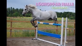 LÖSHOPPAR NALLE Stallvlogg [upl. by Borg]