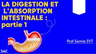 La digestion et labsorption intestinale partie 1 Prof Samia SVT svt 3ac digestion absorption [upl. by Asare815]