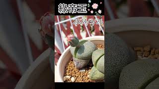 pleiospilos nelii小茉愛多肉番杏科對葉屬多肉新手多肉植物綠帝玉 [upl. by Noonberg]