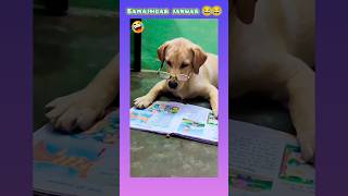 samajhdar janwar 😂😂 funny comedy funnyanimals animalsvideo shorts [upl. by Bamby]