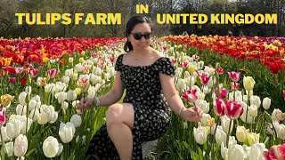 🌷MY HEART IS SO HAPPY SEEING TULIPS FARM FOR THE FIRST TIME OFW LIFE IN UK 🇬🇧 [upl. by Tigges650]