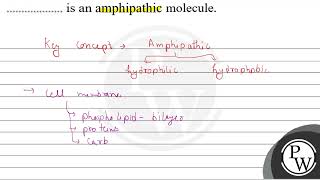 is an amphipathic molecule \ \mathrmW \ [upl. by Getter]