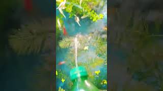 Subhanallah shortfeed fish aquriamfish youtubeshort [upl. by Tuesday]