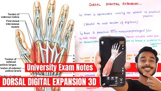 Dorsal Digital Expansion Anatomy  Dorsal digital expansion of hand [upl. by Akessej119]