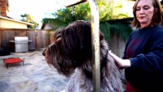 How to Groom Wirehaired Pointing Griffons Part 2 of 2  Coco [upl. by Jessy583]