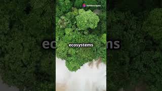 Ecosystem  UPSC  Environment and Ecology [upl. by Miah293]