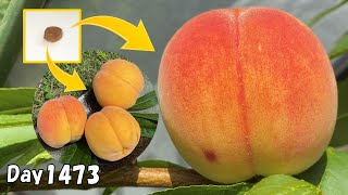 食べた桃の種を植えたら、約4年後に甘すぎる桃がたくさん収穫出来た！ How to grow peaches from seed [upl. by Seline]