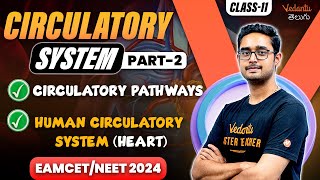 Circulatory System 02  Blood and its components Class 11  EAMCET 2024  NEET 2024  Ajay sir [upl. by Stamata880]