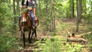 Mule Tennessee Walking Mule Smooth ampSolid [upl. by Haggar]