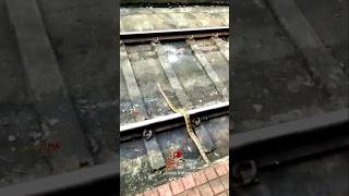 ദ ഹാർട്ട് ബ്രേക്ക് 💔 The Snake gets hit by A train indianrailways shorts train snake [upl. by Irtimed263]