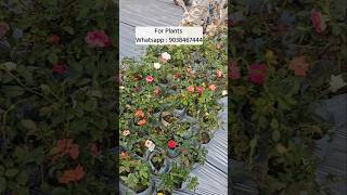 Wholesale Rose Plant Nursery Muchisha Online Booking All India Delivery [upl. by Cameron]