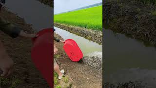 Release Loach Fry Into Rice Paddy For Raising [upl. by Ruby938]