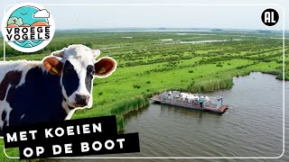 Koeien op de boot  TV  Vroege Vogels [upl. by Trista974]