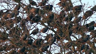 Starenschwarm nach Rückkehr aus dem Winterquartier Biosphärenreservat Niedersächsische Elbtalaue [upl. by Ateiluj]