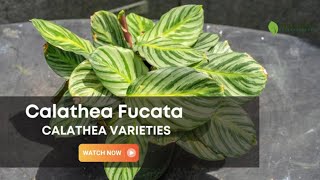 Calathea Fucata  Calathea Varieties  TinyLeaf [upl. by Horatia768]