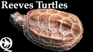 Reeves Turtle Setup [upl. by Katinka]