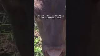 Bottle baby calves making friends Highland miniaturedexter [upl. by Pollie833]