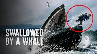 These People Survived Getting Swallowed by a Whale [upl. by Dde876]