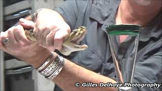 Eastern Diamondback Rattle Snake [upl. by Northington]