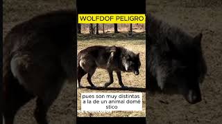 wolfdog perro lobo real [upl. by Enilaf]