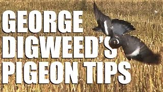 Fieldsports Britain  George Digweeds pigeonshooting tips [upl. by Vivienne]