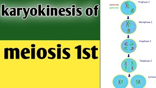 Phases of karyokinesis of meiosis 1 class 9 biologyLesson no30 [upl. by Depoliti]