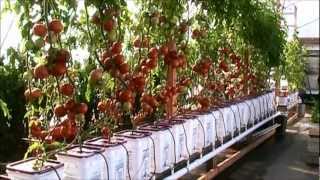 Dutch Bucket Hydroponic Tomatoes  Lessons Learned and a New Crop [upl. by Uyr]