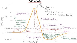 Physiology Action Potential Graph Made Simple [upl. by Flossie]