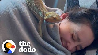 Woman Rescues A Bearded Dragon Thinking He Will Be Calm And Mellow  The Dodo [upl. by Shah]