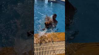 Simple Hydrotherapy for dogs dog training responsiblepetownership rodhesianridgeback pets [upl. by Nosa346]