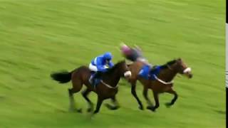 Horseracing thrills amp spills compilation [upl. by Abroms]