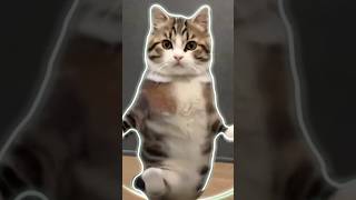 Cat dance funny shorts🤣💕 shorts cat pet [upl. by Ahsimit49]