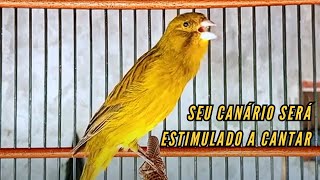 Canção de Canário Belga para Treinar Canários Jovens e Silenciosos a Cantar Diretamente 26 [upl. by Ivel]