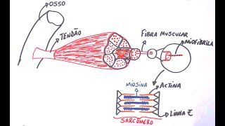 Contração Muscular  Resumo Professor Gustavo Schmidt [upl. by Annil]