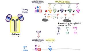 Brandls Basics Somatic hypermutation and class switch recombination [upl. by Mcclure]