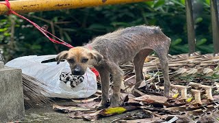 Tied to a post with a short rope her sad and frightened eyes were a silent cry for help [upl. by Floyd]