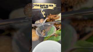 Adding Isopods to our Insect Terrarium vivarium terrarium insect shorts [upl. by Brenza]