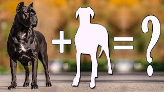 Top 10 Unbelievable Cane Corso Cross Breed  Cane Corso Mix Breeds [upl. by Ennalyrehc]