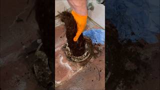 Plumber Removes Huge Root From Drain plumbing shorts [upl. by Simmons]