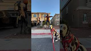 Dalmatian reacts to Halloween decorations in the neighborhood [upl. by Anaibaf]