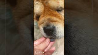 My chow chow dogs dont like storebought treats We make them ourselves dogtreats chowchow [upl. by Viva770]