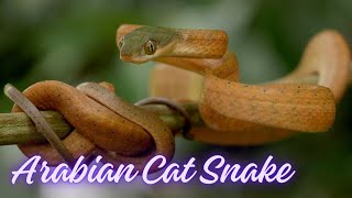 Arabian Cat Snake  An Enigmatic Creature  Snakes  Wildlife  PetsGrove [upl. by Checani]