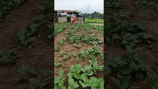 Native Pechay Planting in our Backyard [upl. by Stralka]