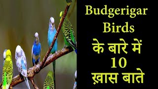 Budgerigar Birds के बारे में 10 रोचक बाते  Budgerigar Birds Top 10 Facts [upl. by Crist]