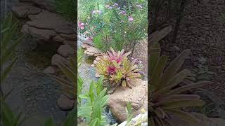 Linda natureza Bromelias plantas sitio jardim [upl. by Ahsyak]